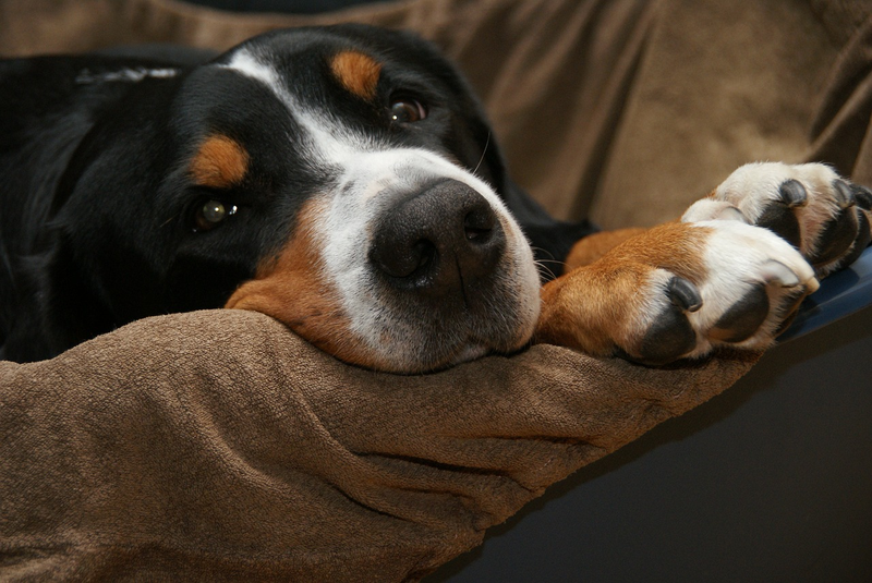 Illustration for article titled Why Are Dogs So Insanely Happy to See Us When We Get Home?